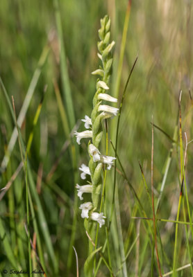 Spiranthes aestivalis