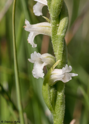 Spiranthes aestivalis