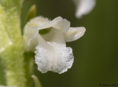 Spiranthes aestivalis