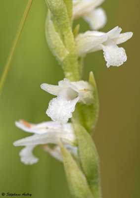 Spiranthes aestivalis