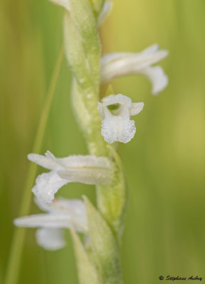 Spiranthes aestivalis