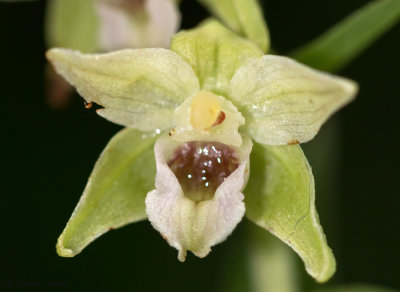 Epipactis muelleri