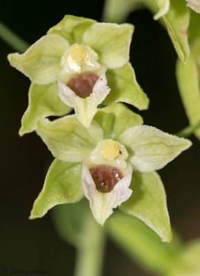 Epipactis muelleri