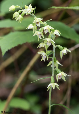 Epipactis muelleri