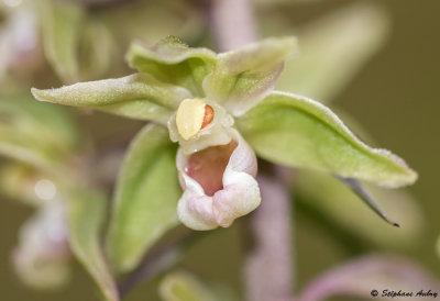 Epipactis purpurata