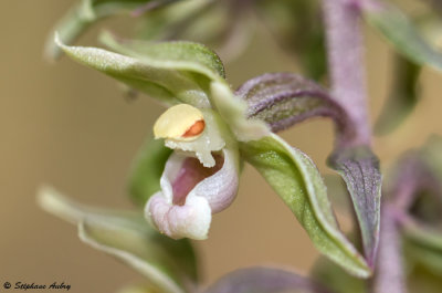 Epipactis purpurata