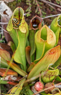 Sarracenia purpurea