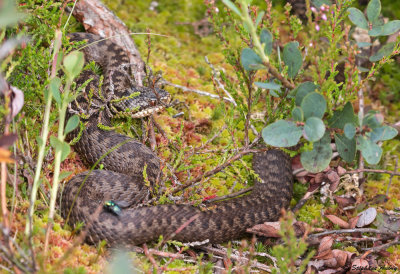 Vipre pliade, Vipera berus berus