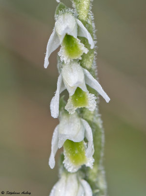 Spiranthes spiralis