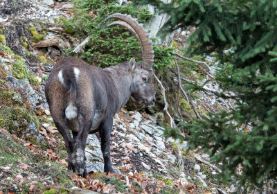 Bouquetin des Alpes, Capra ibex