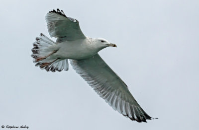 Goland pontique, Larus cachinnans