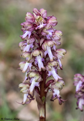 Himantoglossum robertianum