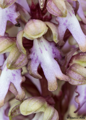 Himantoglossum robertianum