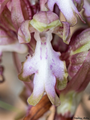 Himantoglossum robertianum