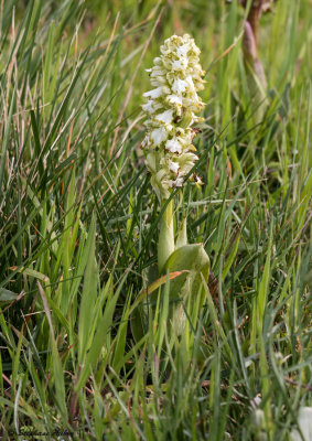 Himantoglossum robertianum