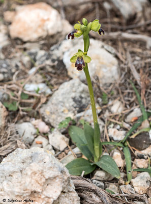 Ophrys delforgei