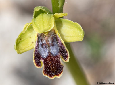 Ophrys delforgei