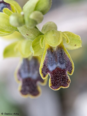 Ophrys delforgei