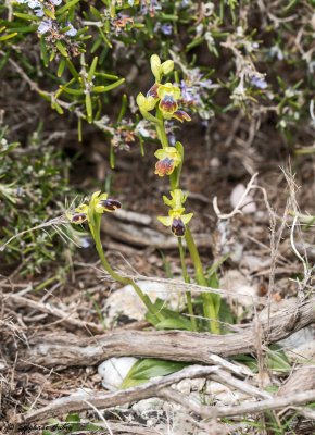 Ophrys delforgei