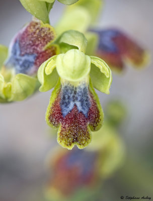 Ophrys delforgei