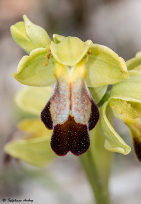 Ophrys lupercalis