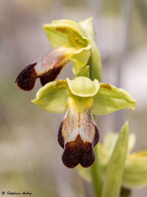 Ophrys lupercalis