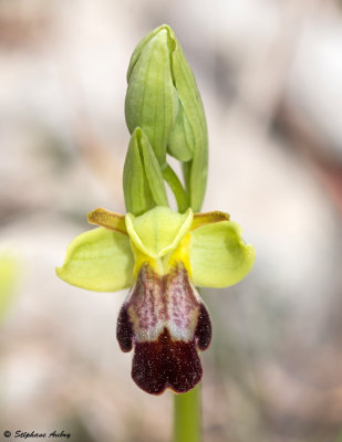 Ophrys lupercalis