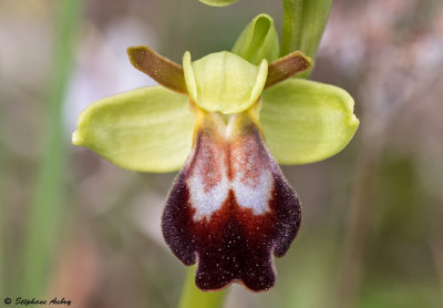Ophrys lupercalis