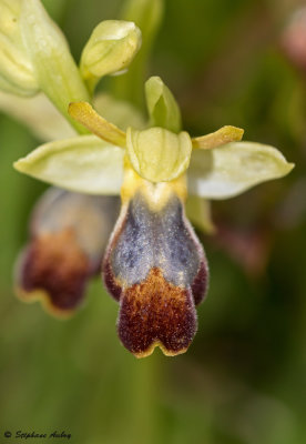 Ophrys lupercalis