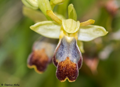 Ophrys lupercalis
