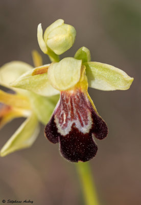Ophrys lupercalis