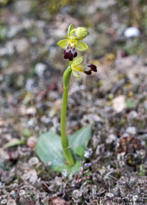 Ophrys lupercalis