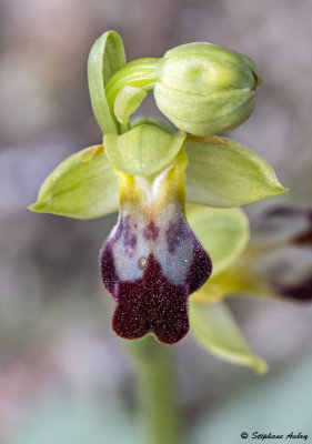 Ophrys lupercalis
