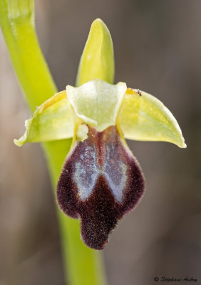Ophrys lupercalis