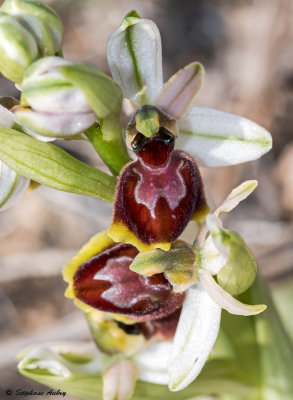 Ophrys arachnitiformis