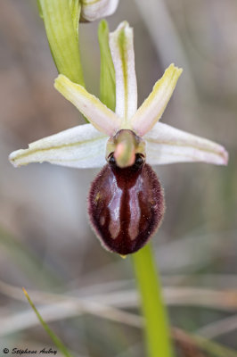 Ophrys arachnitiformis