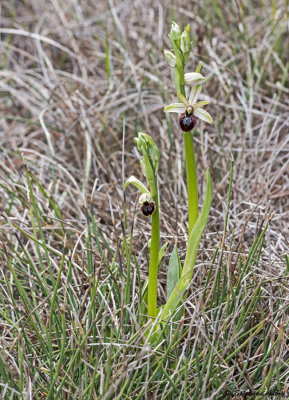 Ophrys arachnitiformis