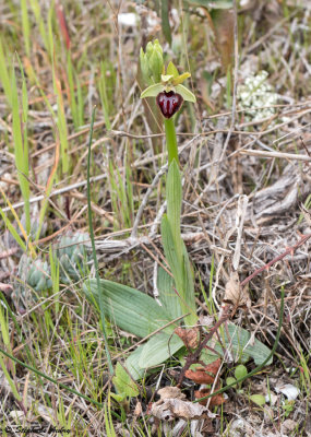 Ophrys passionis