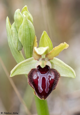 Ophrys passionis