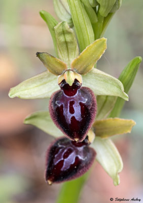 Ophrys passionis
