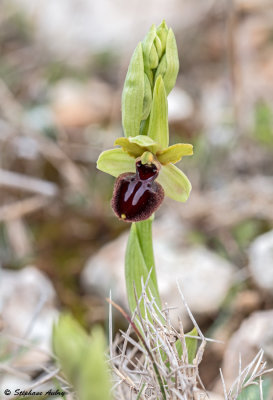 Ophrys passionis