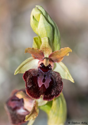 Ophrys passionis