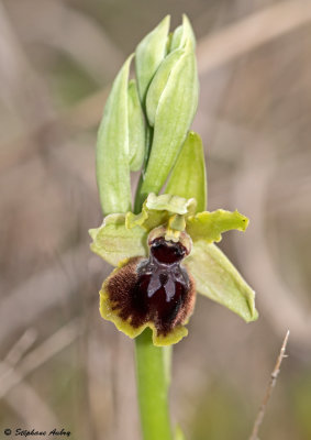Ophrys passionis