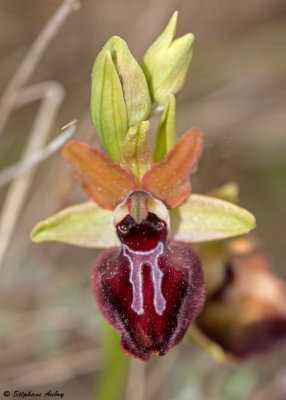 Ophrys passionis x O. provincialis ?