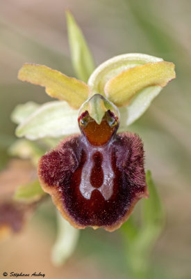 Ophrys sphegodes