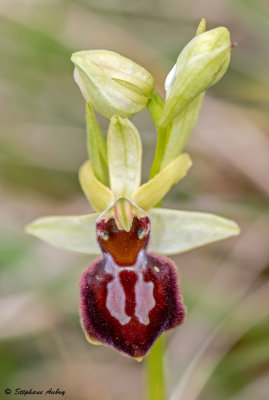 Ophrys sphegodes