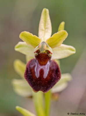 Ophrys sphegodes