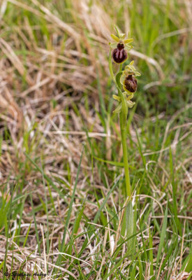 Ophrys sphegodes