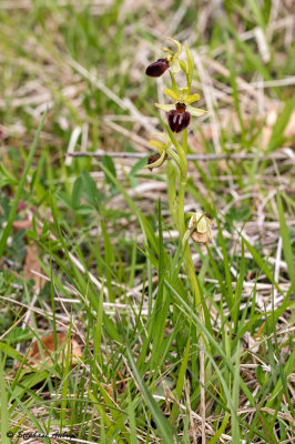 Ophrys sphegodes