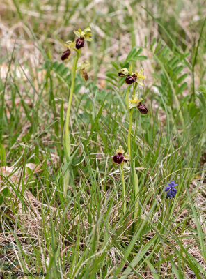 Ophrys sphegodes